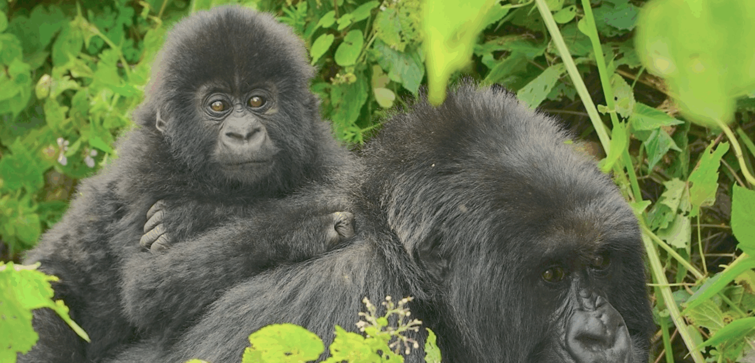 Zdjęcie przedstawiające dwa goryle w Afryce Wschodniej
